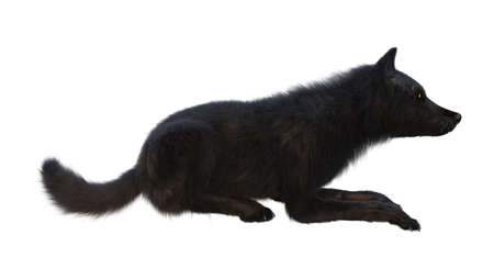3D rendering of a black wolf isolated on white background