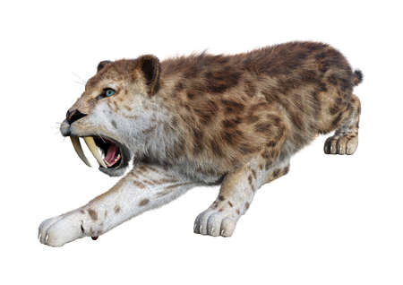 3D rendering of a sabertooth tiger isolated on white backgroundの写真素材