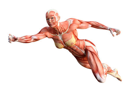 3D rendering of a female figure with muscle maps isolated on white backgroundの写真素材