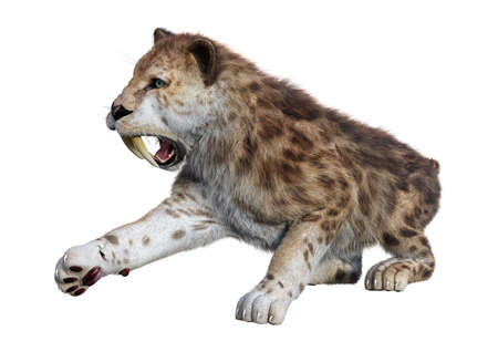 3D rendering of a sabertooth tiger isolated on white backgroundの写真素材