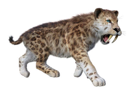 3D rendering of a sabertooth tiger isolated on white backgroundの写真素材