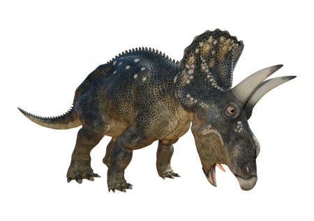 3D rendering of a dinosaur Diceratops isolated on white backgroundの写真素材
