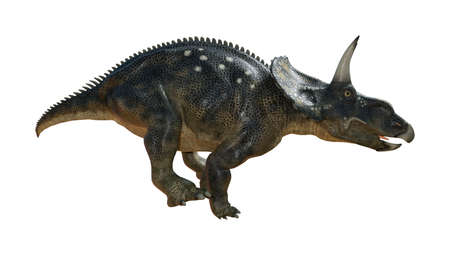 3D rendering of a dinosaur Diceratops isolated on white backgroundの写真素材