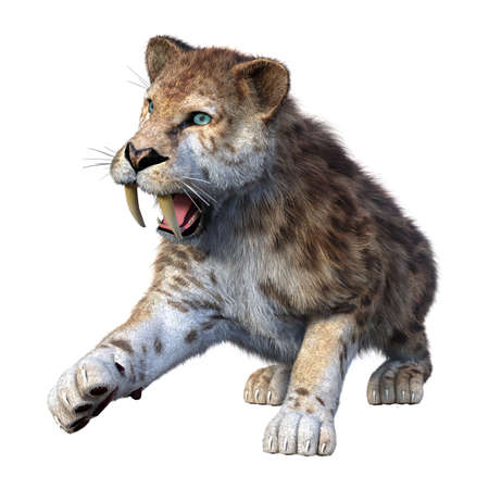 3D rendering of a sabertooth tiger isolated on white backgroundの写真素材
