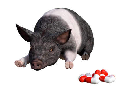 3D rendering of a dark pig looking at pills isolated on white background