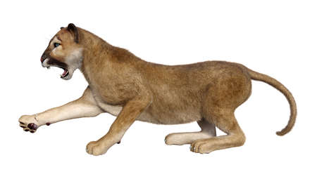 3D rendering of a big cat puma isolated on white backgroundの写真素材