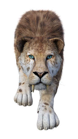 3D rendering of a sabertooth tiger isolated on white backgroundの写真素材