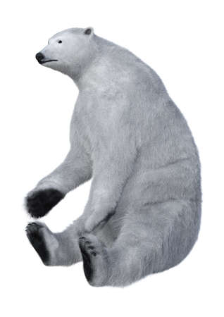 3D rendering of a polar bear isolated on white backgroundの写真素材