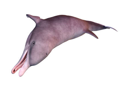 3D rendering of a dolphin isolated on white backgroundの写真素材
