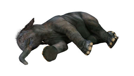 3D rendering of an Indian elephant baby isolated on white backgroundの写真素材
