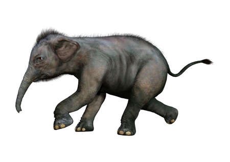 3D rendering of an Indian elephant baby isolated on white backgroundの写真素材