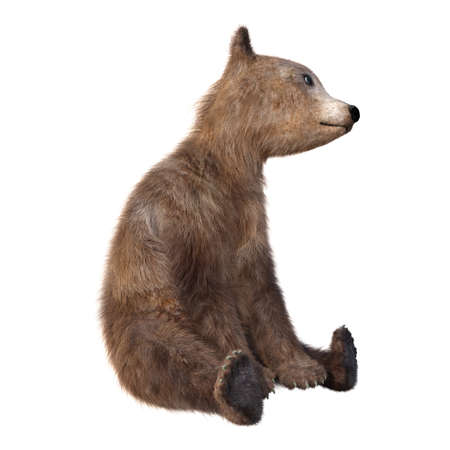 3D rendering of a brown bear cub isolated on white backgroundの写真素材