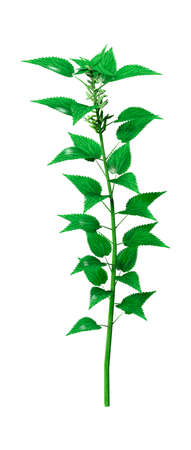 3D rendering of a single Urtica dioica, or common nettle, or stinging nettle isolated on white backgroundの写真素材