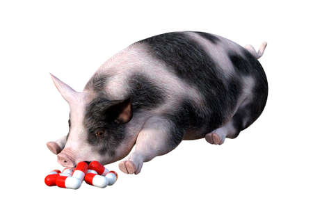 3D rendering of a pig laying and looking at the pills isolated on white backgroundの写真素材