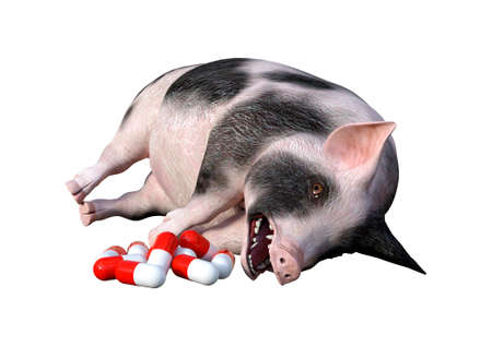 3D rendering of a pig laying near the pills isolated on white backgroundの写真素材