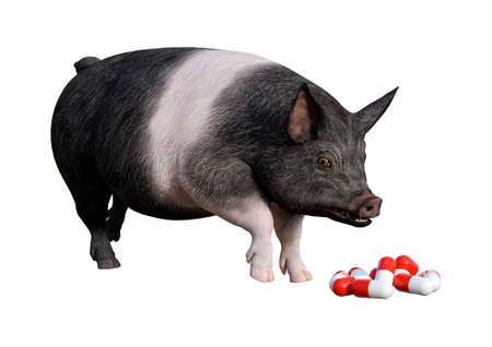 3D rendering of a pig looking at the pills isolated on white backgroundの写真素材