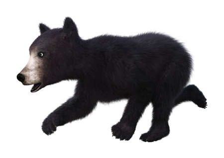 3D rendering of a black bear cub isolated on white backgroundの写真素材