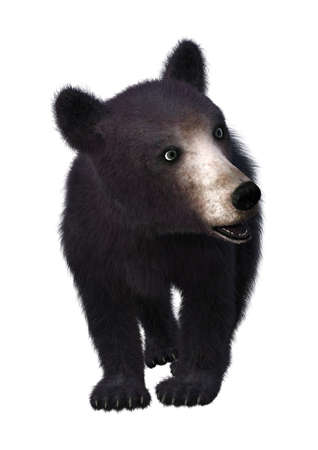 3D rendering of a black bear cub isolated on white background