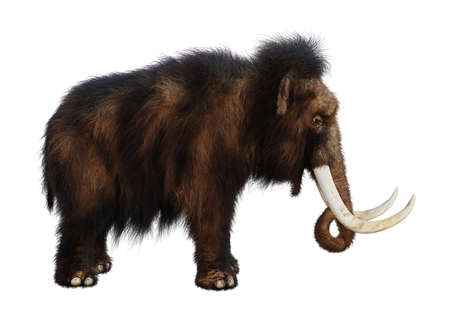 3D rendering of a woolly mammoth isolated on white backgroundの写真素材