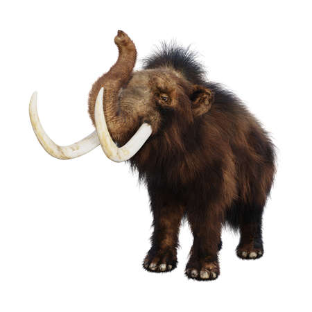 3D rendering of a woolly mammoth isolated on white backgroundの写真素材