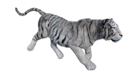 3D rendering of a white tiger isolated on white backgroundの写真素材