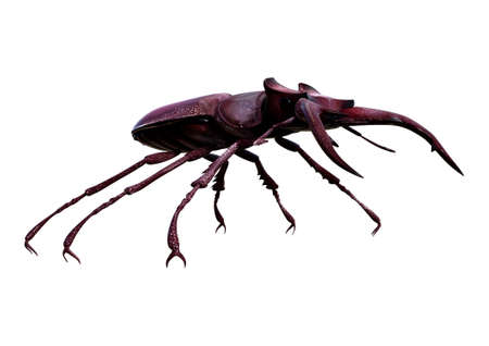 3D rendering of a brown stag beetle isolated on white background