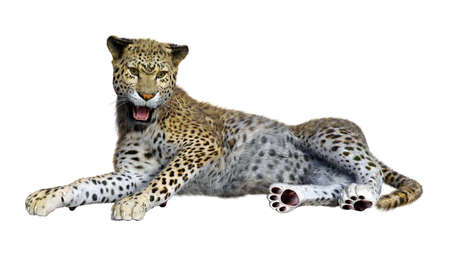 3D rendering of a big cat leopard isolated on white backgroundの写真素材