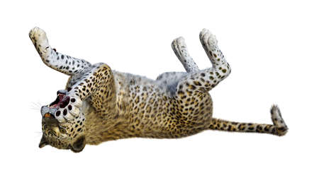 3D rendering of a big cat leopard isolated on white backgroundの写真素材