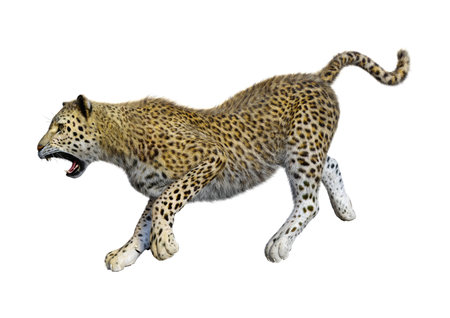 3D rendering of a big cat leopard isolated on white backgroundの写真素材