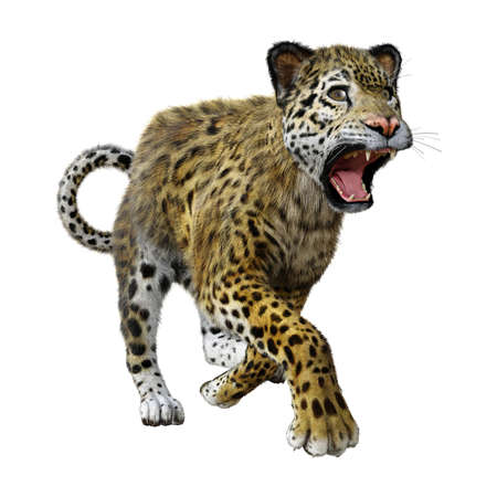 3D rendering of a big cat jaguar isolated on white backgroundの写真素材