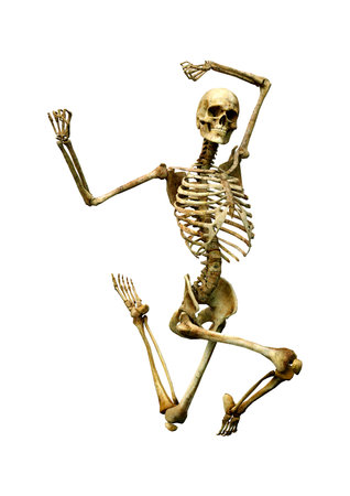 3D rendering of a human skeleton isolated on white background