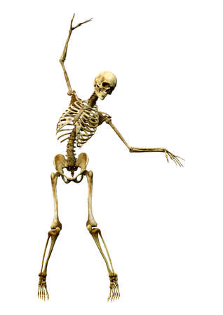 3D rendering of a human skeleton isolated on white backgroundの写真素材