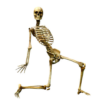 3D rendering of a human skeleton isolated on white backgroundの写真素材