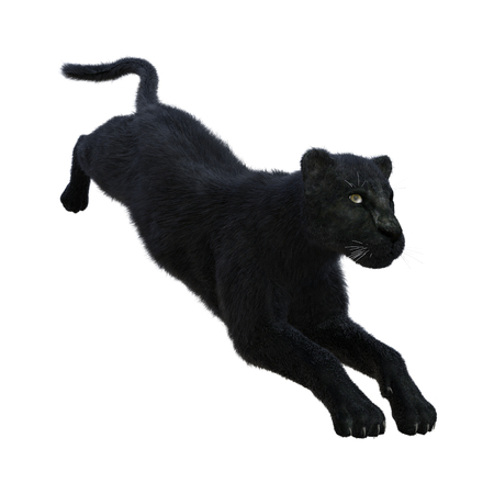 3D rendering of a black panther isolated on white backgroundの写真素材