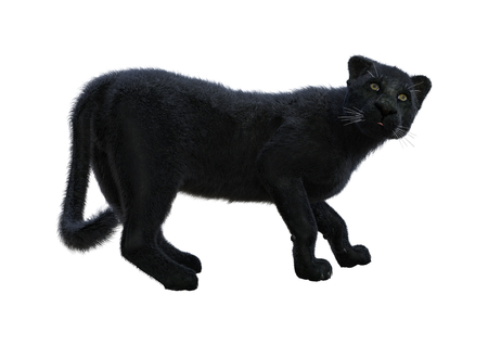 3D rendering of a black panther isolated on white backgroundの写真素材
