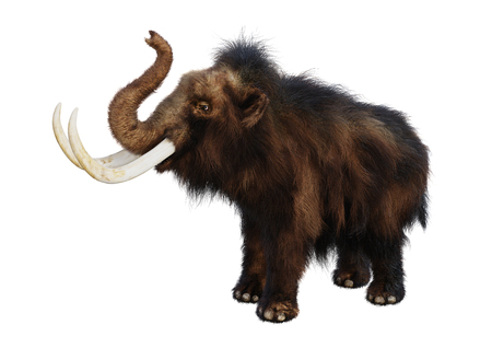 3D rendering of a woolly mammoth isolated on white backgroundの写真素材