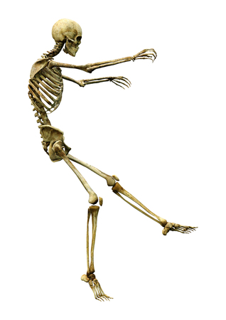 3D rendering of a human skeleton isolated on white backgroundの写真素材