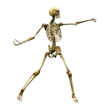 3D rendering of a human skeleton isolated on white backgroundの写真素材