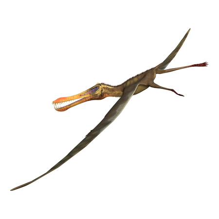 3D rendering of a pterodactyl Anhanguera isolated on white backgroundの写真素材