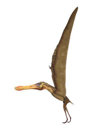 3D rendering of a pterodactyl Anhanguera isolated on white backgroundの写真素材
