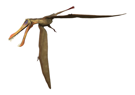 3D rendering of a pterodactyl Anhanguera isolated on white backgroundの写真素材