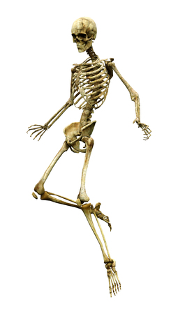 3D rendering of a human skeleton isolated on white backgroundの写真素材