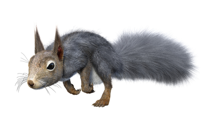 3D rendering of an Eastern grey squirrel isolated on white backgroundの写真素材