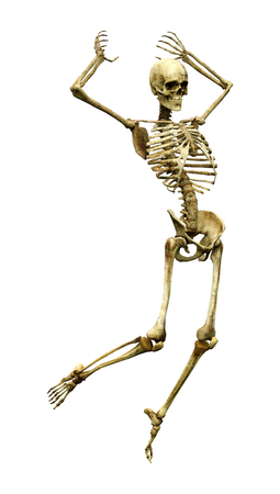3D rendering of a human skeleton isolated on white backgroundの写真素材