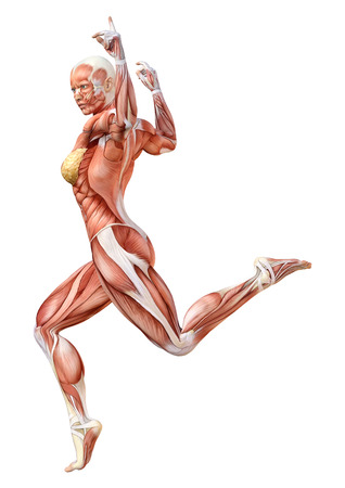 3D rendering of a female figure with muscle maps isolated on white backgroundの写真素材