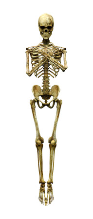 3D rendering of a human skeleton isolated on white background