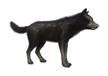 3D rendering of a black wolf isolated on white background