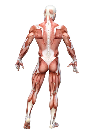3D rendering of a male anatomy figure with muscles map isolated on white backgroundの写真素材
