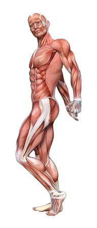 3D rendering of a male anatomy figure with muscles map isolated on white backgroundの写真素材