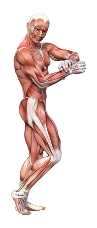 3D rendering of a male anatomy figure with muscles map isolated on white backgroundの写真素材